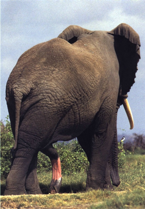 elephant-penis.jpg