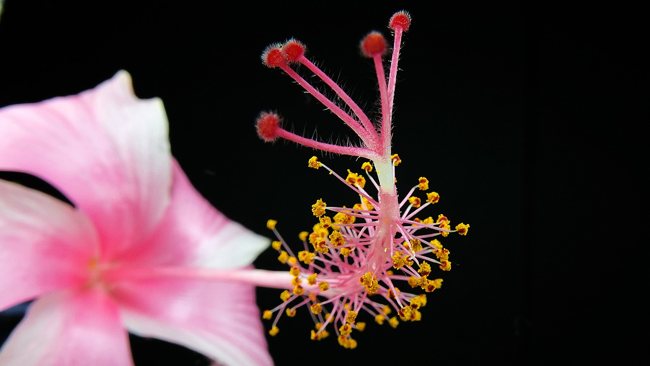 Hibiskus, hibiscus - Flower macro photo